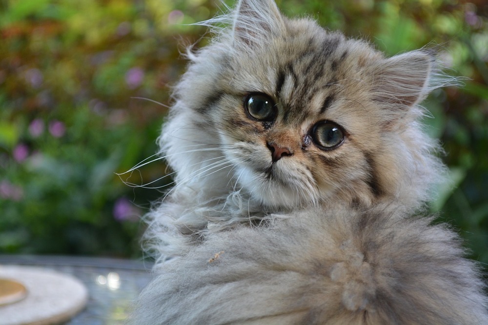 Persy mają tendencję do chorób oczu. Często one łzawią i ropieją. Należy dbać o oczy kotów rasy pers.